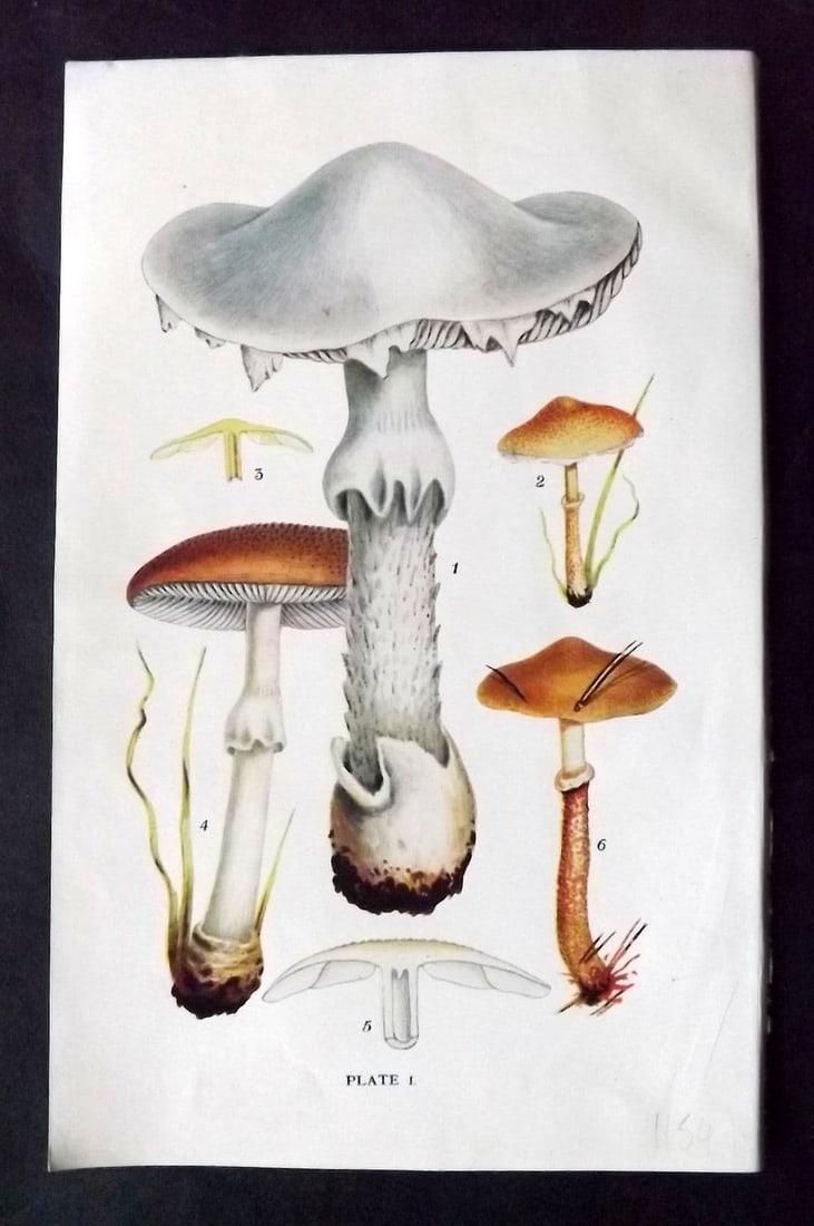 Massee, George 1911 Mushroom Print. Amanita, Lepiota 01: Antique offset Lithograph Published 1911, London for "British Fungi With a Chapter on Lichens" by George Massee. Paper Size: 8 x 5.5 inch (20 x 14cm) Good Condition
