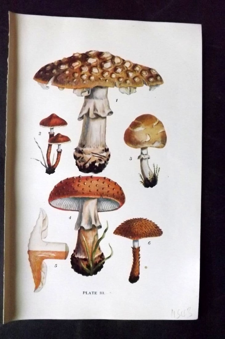 Massee, George 1911 Mushroom Print. Amanita, Lepiota 03: Antique offset Lithograph Published 1911, London for "British Fungi With a Chapter on Lichens" by George Massee. Paper Size: 8 x 5.5 inch (20 x 14cm) Good Condition
