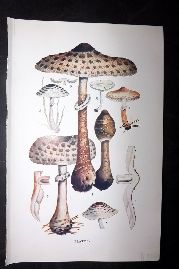 Massee, George 1911 Mushroom Print. Lepiota, Chlorospora 04: Antique offset Lithograph Published 1911, London for "British Fungi With a Chapter on Lichens" by George Massee. Paper Size: 8 x 5.5 inch (20 x 14cm) Good Condition