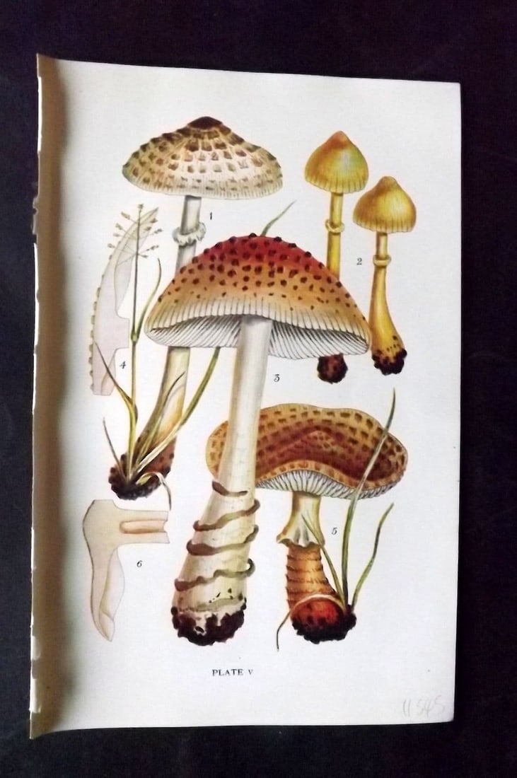 Massee, George 1911 Mushroom Print. Lepiota, Amanitopsis 05: Antique offset Lithograph Published 1911, London for "British Fungi With a Chapter on Lichens" by George Massee. Paper Size: 8 x 5.5 inch (20 x 14cm) Good Condition