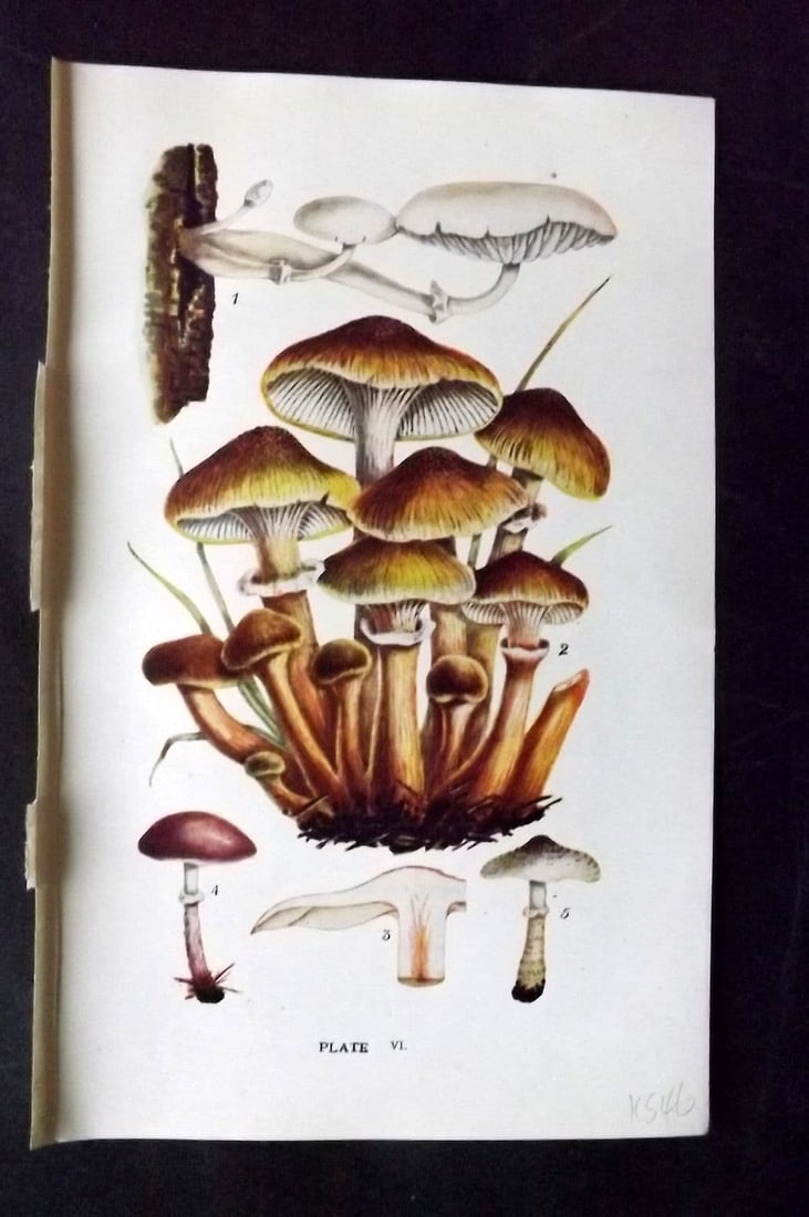 Massee, George 1911 Mushroom Print. Armillaria 06: Antique offset Lithograph Published 1911, London for "British Fungi With a Chapter on Lichens" by George Massee. Paper Size: 8 x 5.5 inch (20 x 14cm) Good Condition