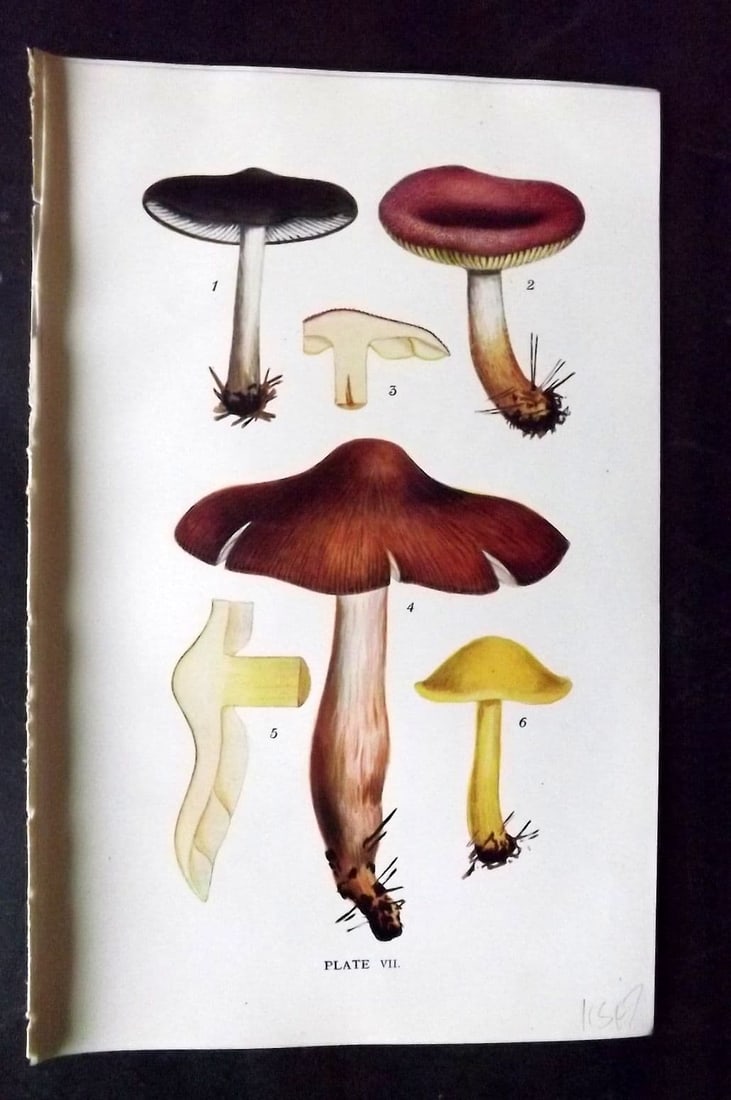 Massee, George 1911 Mushroom Print. Tricholoma 07: Antique offset Lithograph Published 1911, London for "British Fungi With a Chapter on Lichens" by George Massee. Paper Size: 8 x 5.5 inch (20 x 14cm) Good Condition