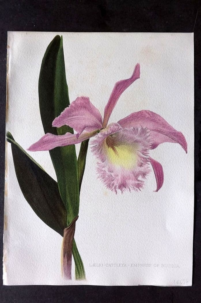 Moon, H. G. 1905 Folio Botanical Print. Laelio Cattleya - Empress of Russia Orchid: Antique Chromolithograph Published 1903-05, London for "Flora and Sylva" Illustrated by H. G. Moon. Paper Size: 12.5 x 9 inch (32 x 23cm) Very minor background toning. Good Condition