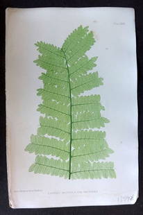 Moore & Bradbury 1860 Nature Printed Fern. Lastrea Montana 31: Antique Nature Printed Electrotype Published 1859-60 by Bradbury & Evans, London for "The Octavo Nature-Printed British Ferns" by Thomas Moore. Printed by Henry Bradbury. Paper Size: 9.5 x 6 inch (24