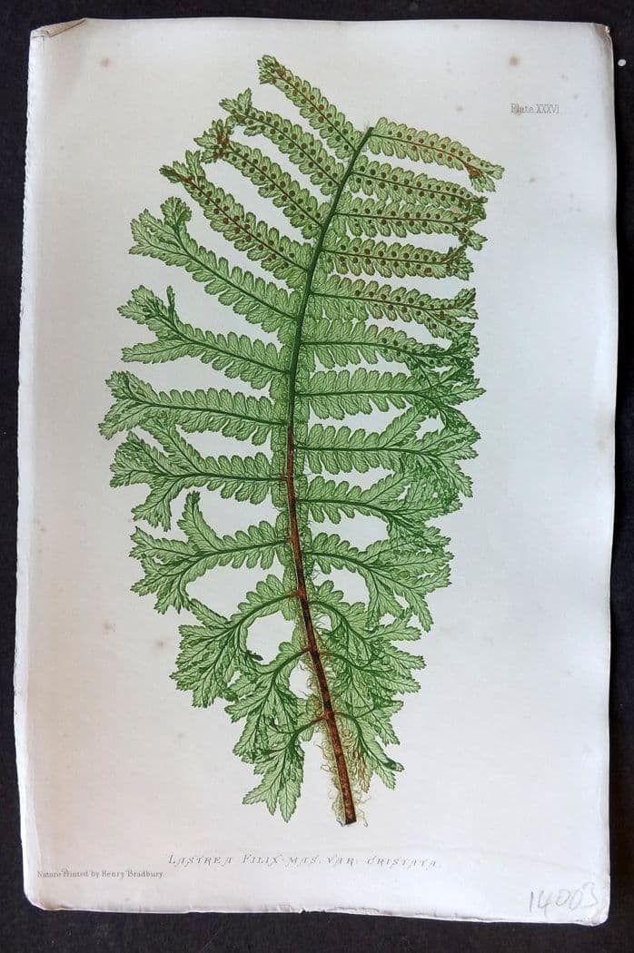 Moore & Bradbury 1860 Nature Printed Fern. Lastrea Filix-Mas 36: Antique Nature Printed Electrotype Published 1859-60 by Bradbury & Evans, London for "The Octavo Nature-Printed British Ferns" by Thomas Moore. Printed by Henry Bradbury. Paper Size: 9.5 x 6 inch (24