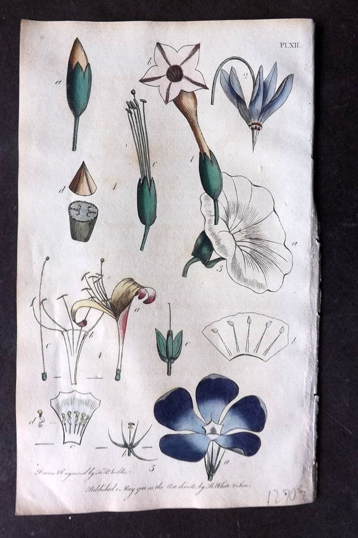 Nodder & Martyn 1815 Hand Col Botanical Print. Tobacco, Great Bind Weed 12: Antique Copper Plate Published 1815, London for "Thirty-eight Plates, with Explanations, Intended to Illustrate Linnaeus's System of Vegetables" by Thomas Martyn. Drawn & Engraved by Frederick Polydor