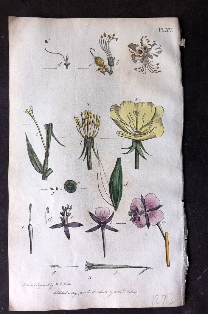 Nodder & Martyn 1815 Hand Col Botanical Print. Horse Chestnut, Tree Primrose 15 (1 of 1)