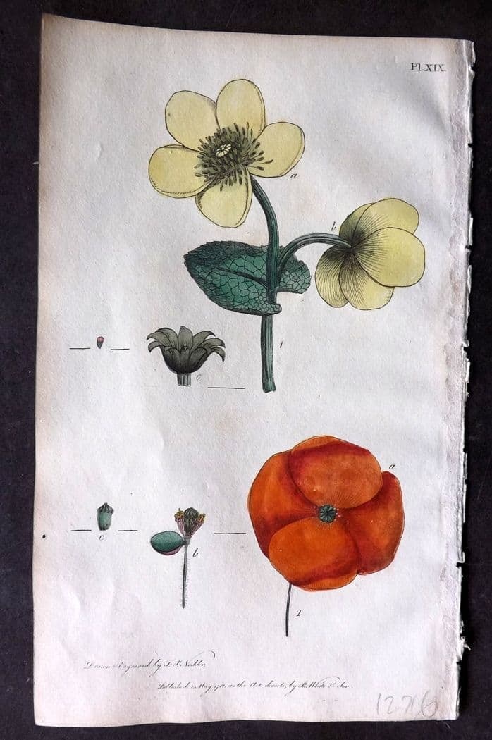 Nodder & Martyn 1815 Hand Col Botanical Print. Marsh Marigold, Corn Poppy 19: Antique Copper Plate Published 1815, London for "Thirty-eight Plates, with Explanations, Intended to Illustrate Linnaeus's System of Vegetables" by Thomas Martyn. Drawn & Engraved by Frederick Polydor