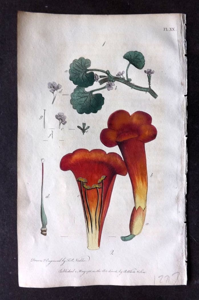 Nodder & Martyn 1815 Hand Col Botanical Print. Ground Ivy, Trumpet Flower 20: Antique Copper Plate Published 1815, London for "Thirty-eight Plates, with Explanations, Intended to Illustrate Linnaeus's System of Vegetables" by Thomas Martyn. Drawn & Engraved by Frederick Polydor