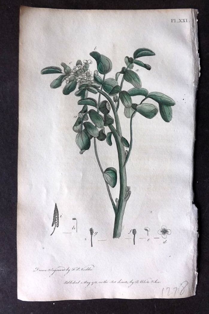 Nodder & Martyn 1815 Hand Col Botanical Print. Water Cress 21: Antique Copper Plate Published 1815, London for "Thirty-eight Plates, with Explanations, Intended to Illustrate Linnaeus's System of Vegetables" by Thomas Martyn. Drawn & Engraved by Frederick Polydor