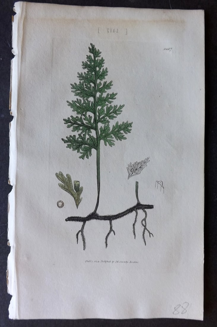 Sowerby, James C1800 Hand Col Botanical Print. Fern - Wing-Stalked Filmy Lead 1417: Hand Colored Copper Plate Published London, 1790-1814 for "English Botany; or, Coloured Figures of British Plants..." First Edition by James Sowerby. With accompanying descriptive text. Paper Size: 9 