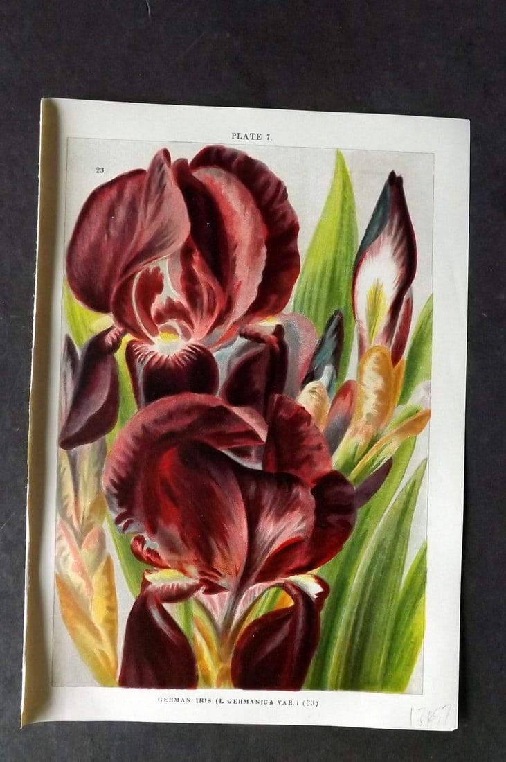Weathers, John 1904 Botanical Print. German Iris 07: Antique Chromolithograph Published 1904, London for "Beautiful Garden Flowers" by John Weathers. Paper Size: 8 x 5.5 inch (20 x 14cm) Good Condition