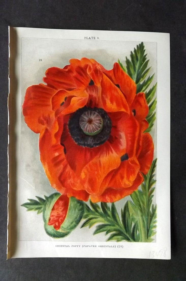 Weathers, John 1904 Botanical Print. Oriental Poppy 08 (1 of 1)
