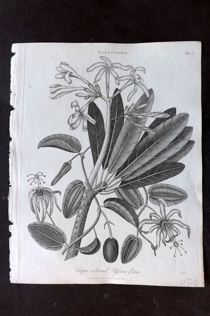 Wilkes, John 1821 Antique Botanical Print. Copper Coloured Passion Flower (1 of 1)