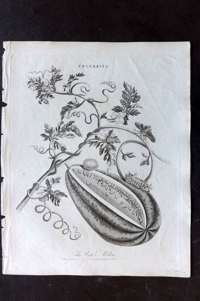 Wilkes, John 1796 Antique Botanical Print. The Water Melon, Fruit (1 of 1)
