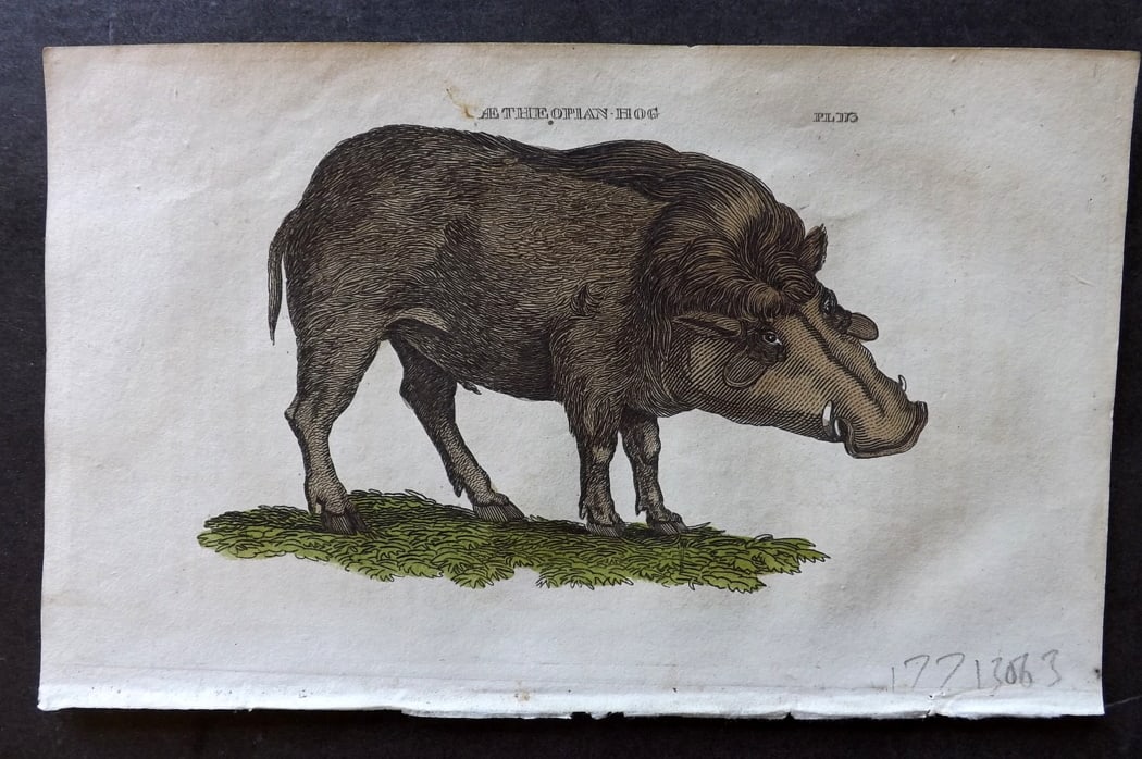 Brightly (Pub) 1811 Hand Col Print. Ethiopian Hog: Hand Colored Copper Plate Published 1811 by Brightly & Co, Bungay for "The Natural History of Quadrupeds and Cetaceous Animals" Various Authors - Many images taken from George Shaw's "General Zoology"