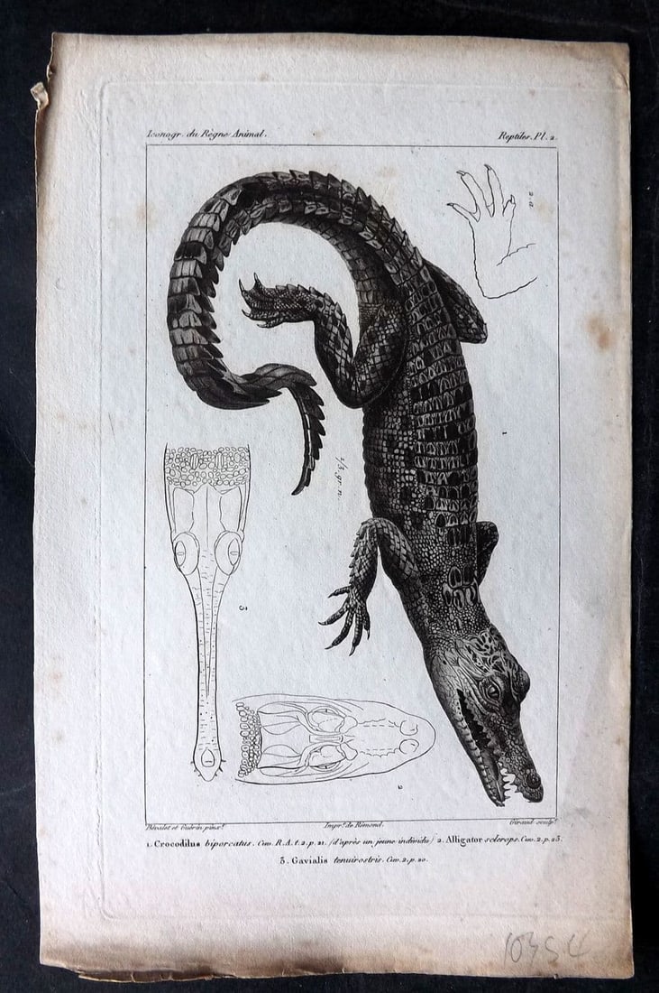 Cuvier, Baron C1830 Antique Print. Crocodile & Alligator 02: Antique Steel Engraving Published 1829-44, Paris for "Iconographie du regne animal de G. Cuvier" by the Baron Cuvier. Paper Size: 9.5 x 6 inch (24 x 16cm) Very minor toning. Good Condition