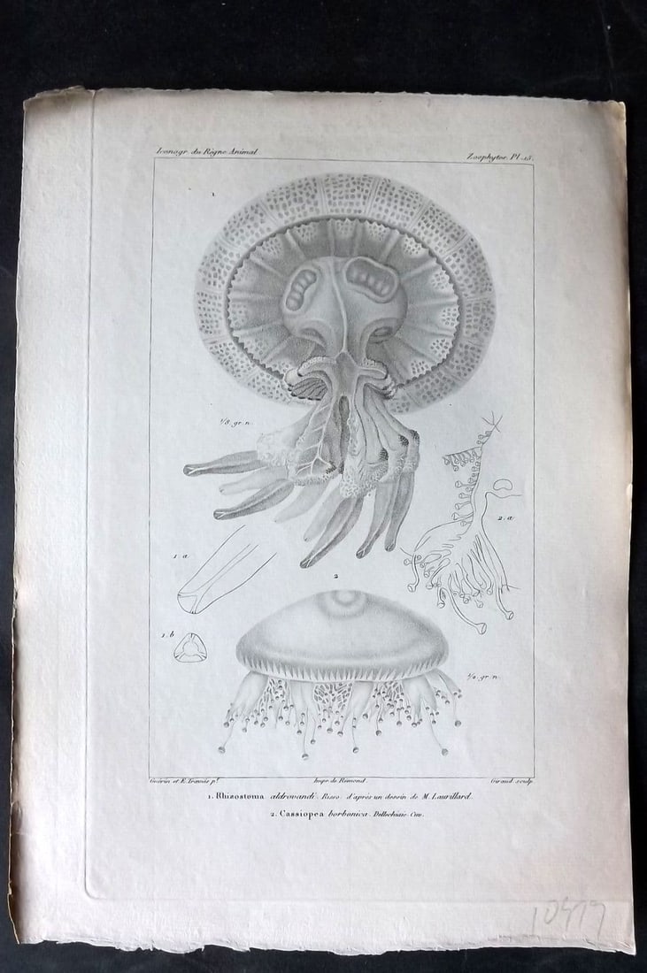 Cuvier, Baron C1830 Antique Print. Rhizostoma, Cassiopa Jellyfish 15: Antique Steel Engraving Published 1829-44, Paris for "Iconographie du regne animal de G. Cuvier" by the Baron Cuvier. Paper Size: 9.5 x 6 inch (24 x 16cm) Very minor margin toning. Good Condition