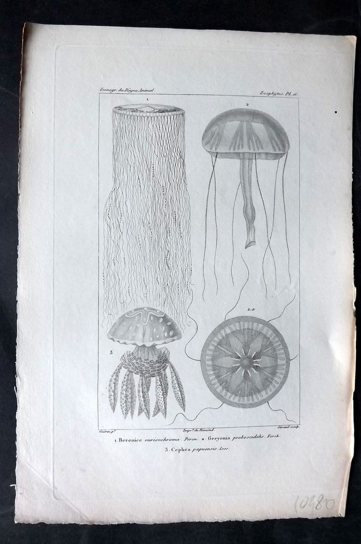 Cuvier, Baron C1830 Antique Print. Berenice, Geryonia, Cephea 16: Antique Steel Engraving Published 1829-44, Paris for "Iconographie du regne animal de G. Cuvier" by the Baron Cuvier. Paper Size: 9.5 x 6 inch (24 x 16cm) Good Condition