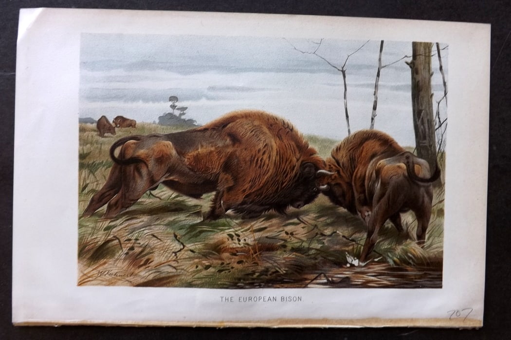 Lydekker, Richard 1896 Antique Print. European Bison: Chromolithograph Published 1894-96, London for "The Royal Natural History" by Richard Lydekker. Illustrated by Smit, Keulemans, Wolf and others. Paper Size: 10 x 6.5 inch (25 x 16.5cm) Good Condition