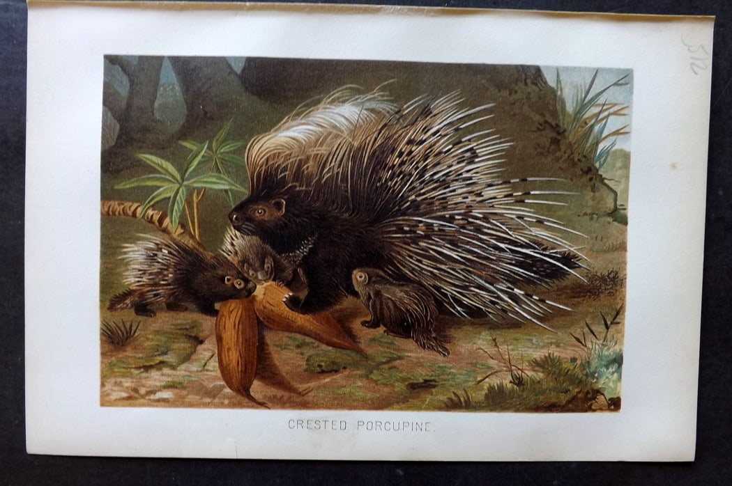 Lydekker, Richard 1896 Antique Print. Crested Porcupine: Chromolithograph Published 1894-96, London for "The Royal Natural History" by Richard Lydekker. Illustrated by Smit, Keulemans, Wolf and others. Paper Size: 10 x 6.5 inch (25 x 16.5cm) Good Condition