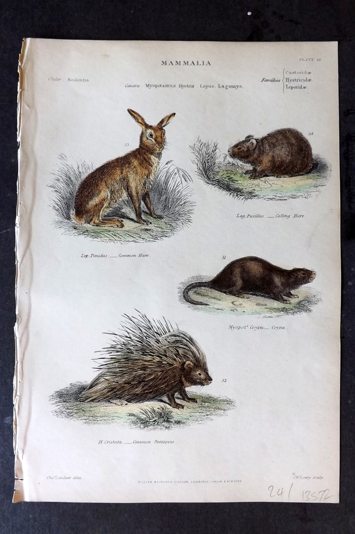 Richardson 1862 HC Print. Common Hare, Calling Hare, Coypu, Porcupine 16: Hand Colored Steel Engraving/Etching Published 1859-62 by William Mackenzie, Edinburgh & London for "The Museum of Natural History" by John Richardson. Paper Size: 10.5 x 7 inch (27 x 18cm) Good Condi