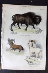 Richardson 1862 HCol Print. American Bison, Thibet & Rocky Mountain Sheep 18: Hand Colored Steel Engraving/Etching Published 1859-62 by William Mackenzie, Edinburgh & London for "The Museum of Natural History" by John Richardson. Paper Size: 10.5 x 7 inch (27 x 18cm) Good Condi