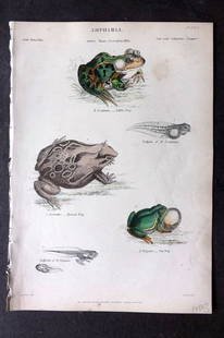 Richardson, John 1862 Hand Col Print. Edible Frog, Horned Frog, Tree Frog 01: Antique Steel Engraving/Etching Published 1859-62 by William Mackenzie, Edinburgh & London for "The Museum of Natural History" by John Richardson. Fine contemporary hand colour. Paper Size: 10.5 x 7 i