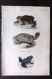 Richardson, John 1862 Hand Col Print. Common Toad, Surinam Pipa, Yellow Bellied Toad 02: Antique Steel Engraving/Etching Published 1859-62 by William Mackenzie, Edinburgh & London for "The Museum of Natural History" by John Richardson. Fine contemporary hand colour. Paper Size: 10.5 x 7 i