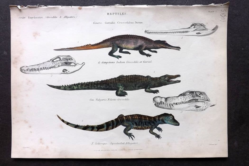 Richardson, John 1862 HC Print. India Crocodile. Nilotic Corocdile, Spectacled Alligator 07 (1 of 1)