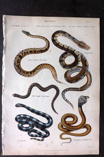 Richardson, John 1862 Hand Col Print. Boa Constrictor, Coral Snake, Rock Snake 05: Antique Steel Engraving/Etching Published 1859-62 by William Mackenzie, Edinburgh & London for "The Museum of Natural History" by John Richardson. Fine contemporary hand colour. Paper Size: 10.5 x 7 i