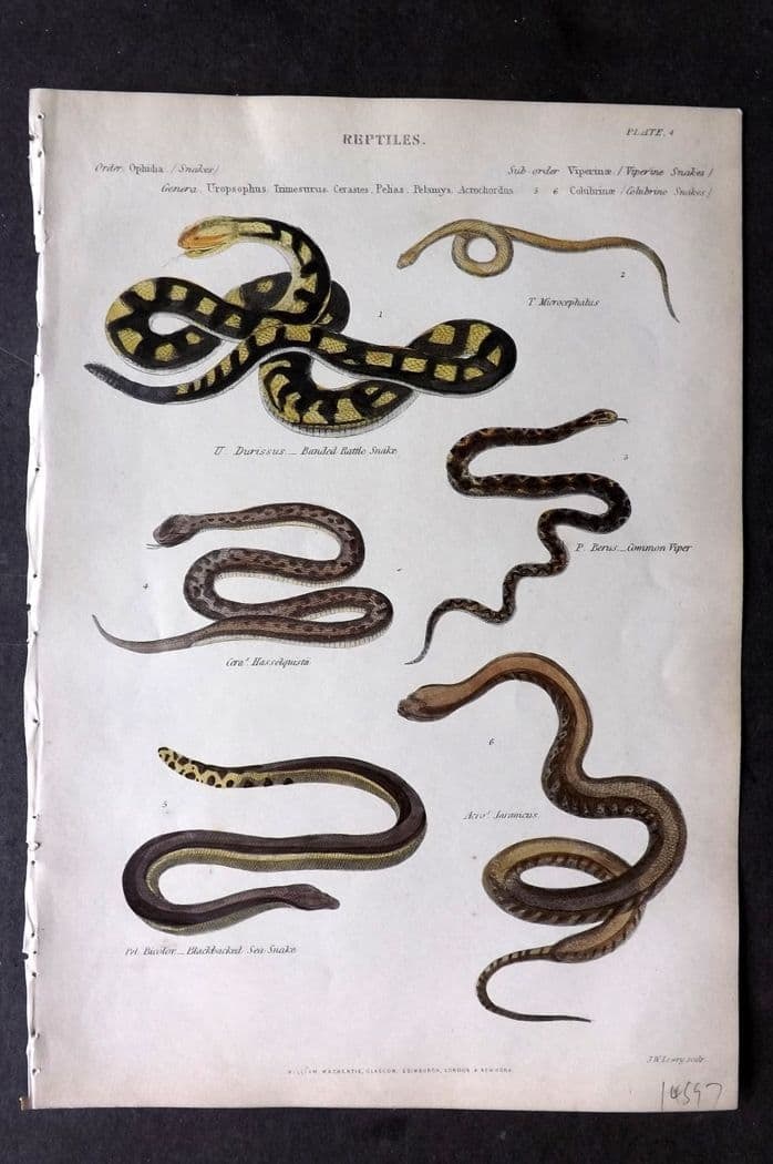 Richardson, John 1862 Hand Col Print Blackbacked Sea Snake, Banded Rattle Snake, Viper 04: Antique Steel Engraving/Etching Published 1859-62 by William Mackenzie, Edinburgh & London for "The Museum of Natural History" by John Richardson. Fine contemporary hand colour. Paper Size: 10.5 x 7 i
