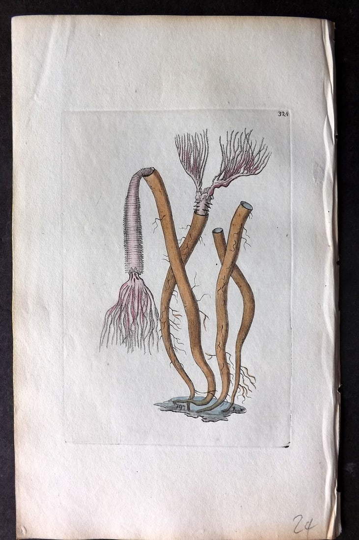 Shaw & Nodder 1798 Hand Col Print. Fan Amphitrite 324: Hand Colored Copper Plate Published 1789-1813, London for "The Naturalist's Miscellany: or Coloured Figures of Natural Objects" by George Shaw and Frederick Nodder. With accompanying descriptive text.