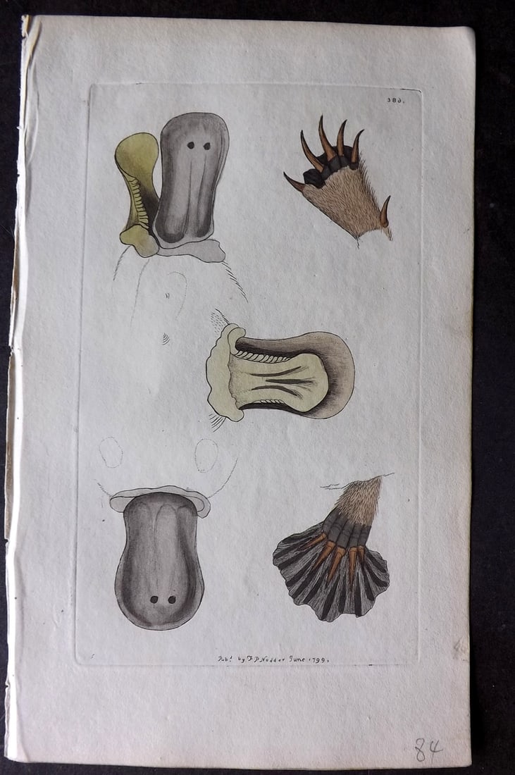 Shaw & Nodder 1799 Hand Col Print. Feet & Beak of Duck Billed Platypus 386 Australia: Hand Colored Copper Plate Published 1789-1813, London for "The Naturalist's Miscellany: or Coloured Figures of Natural Objects" by George Shaw and Frederick Nodder. Paper Size: 9.5 x 5.5 inch (24 x 14