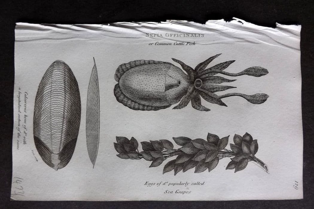 Shaw, George 1809 Antique Print. Cuttle Fish 129: Copper Plate Published 1809 by G.Kearsley, London for "Zoological Lectures..." by George Shaw. Paper Size: 8 x 5 inch (21 x 13cm) Good Condition