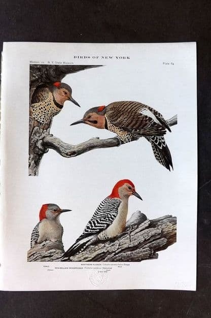 Eaton & Fuertes Birds of New York 1914 Print. Northern Flicker, Red Bellied Woodpecker 64: Antique Collotype Published 1909-15, Albany for "The Birds of New York" by Elon Howard Eaton. Illustrated by Louis Agassiz Fuertes. Part of the New York State Museum Annual Report Series. Paper Size: 