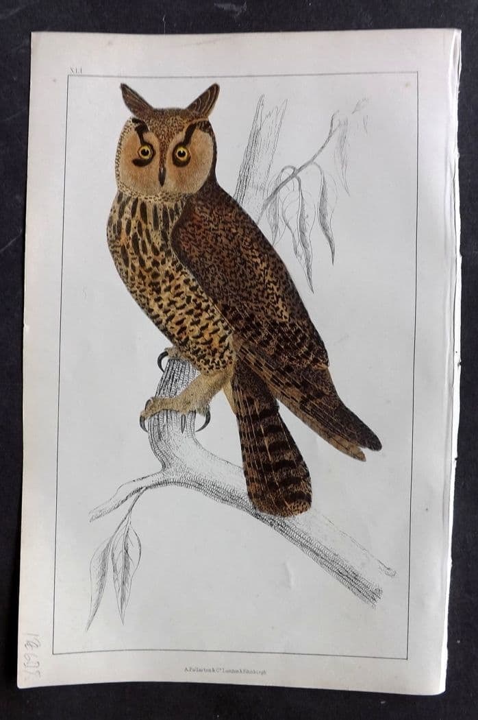Goldsmith, Oliver C1850 Hand Col Bird Print. Long Eared Owl 41 (1 of 1)