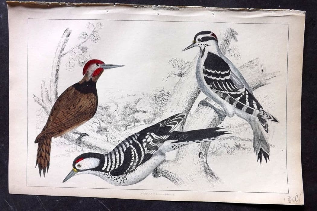 Goldsmith, Oliver C1850 HC Bird Print. Black Breasted, Hariy, Red-Cockaded Woodpecker 50 (1 of 1)