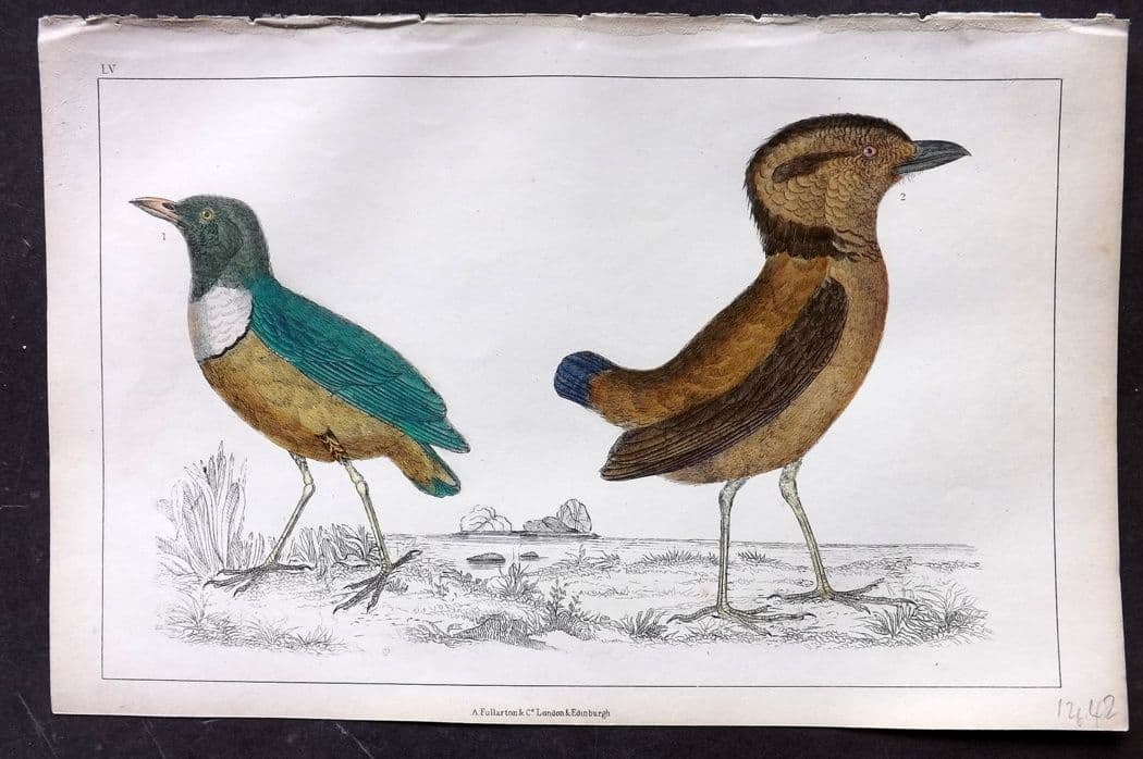 Goldsmith, Oliver C1850 Hand Col Bird Print. Macklot's & Giant Breve 55 (1 of 1)