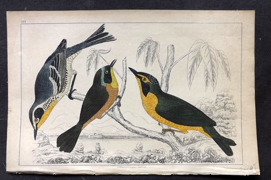 Goldsmith, Oliver C1850 Hand Col Bird Print Yellow Thorat, Maryland & Kentucky Warbler 56 (1 of 1)
