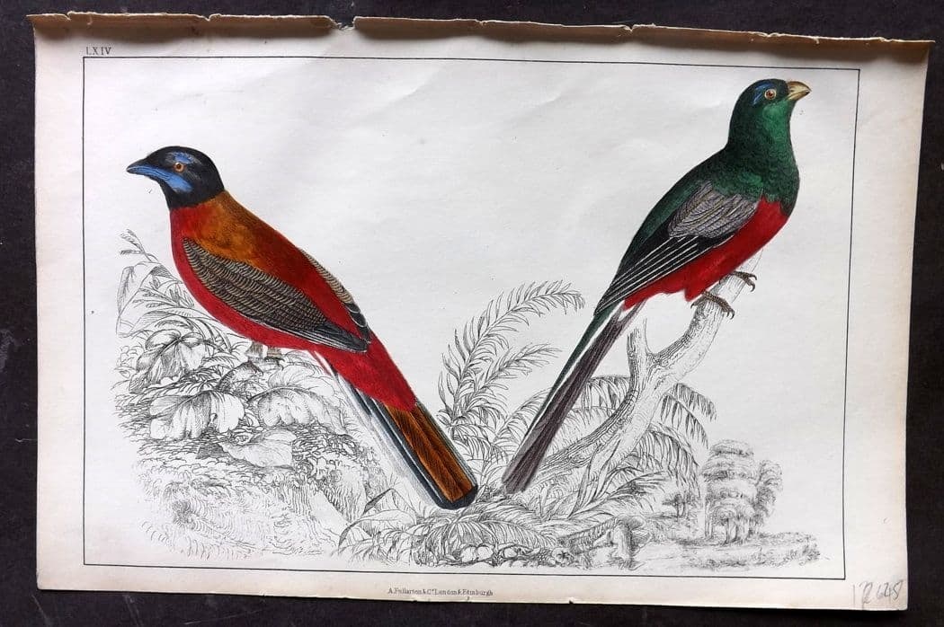 Goldsmith, Oliver C1850 Hand Col Bird Print. Duvancel's & Narina Trogon 64: Antique Etching/Engraving Published C1850 by A. Fullarton & Co., London for "A History of the Earth and Animated Nature" by Oliver Goldsmith. Fine hand colour as issued. Paper Size: 10 x 6 inch (25 x 