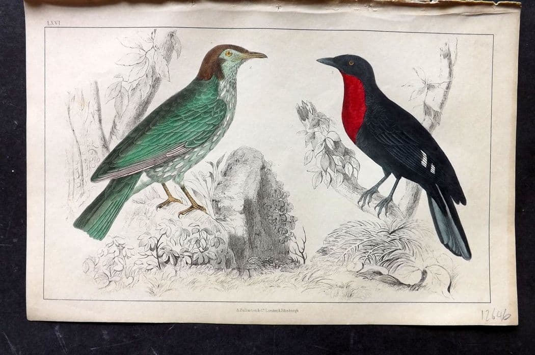 Goldsmith, Oliver C1850 HC Bird Print. Araponga Summer Bird & Red-Breasted Fruit Crow 66: Antique Etching/Engraving Published C1850 by A. Fullarton & Co., London for "A History of the Earth and Animated Nature" by Oliver Goldsmith. Fine hand colour as issued. Paper Size: 10 x 6 inch (25 x 
