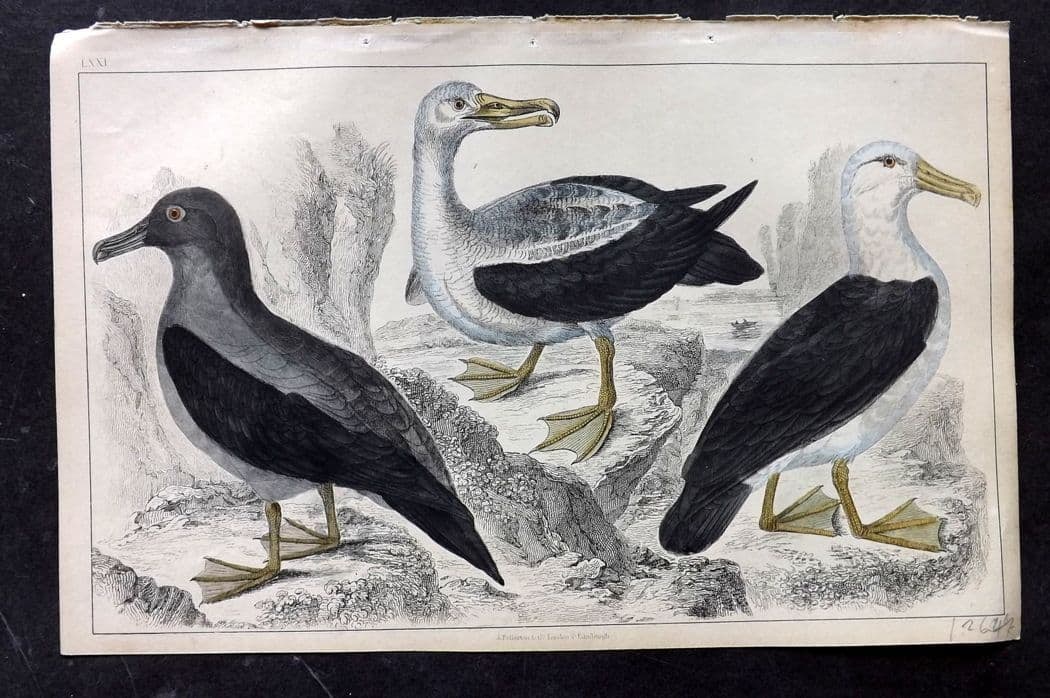 Goldsmith, Oliver C1850 Hand Col Bird Print. Common, Sooty & Black-Eyed Albatross 71 (1 of 1)
