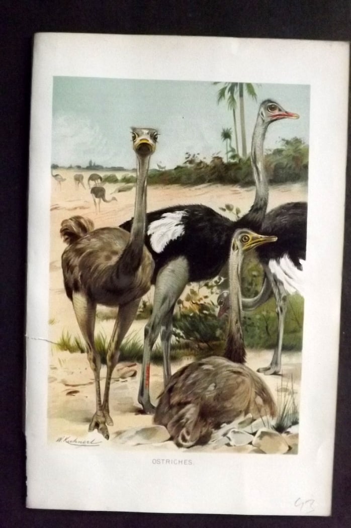 Lydekker, Richard 1896 Antique Bird Print. Ostriches: Chromolithograph Published 1894-96, London for "The Royal Natural History" by Richard Lydekker. Illustrated by Smit, Keulemans, Wolf and others. Paper Size: 10 x 6.5 inch (25 x 16.5cm) Tiny margin tea