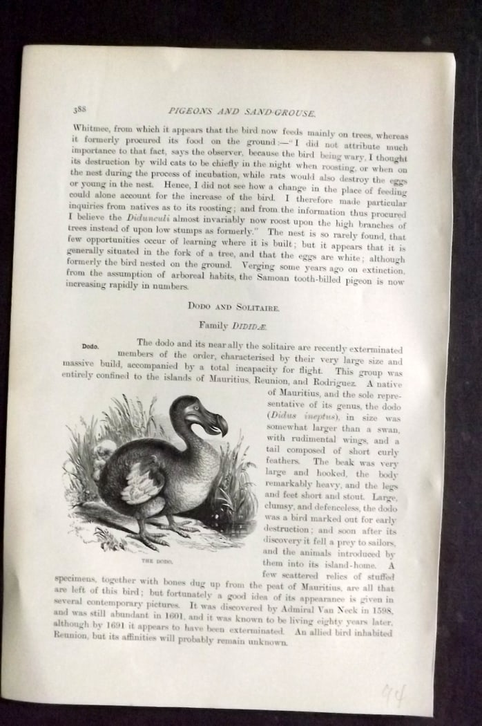 Lydekker, Richard 1896 Antique Bird Print. Extinct Dodo: Wood Engraving with surrounding related text, and unrelated verso text Published 1894-96, London for "The Royal Natural History" by Richard Lydekker. Illustrated by Smit, Keulemans, Wolf and others. P