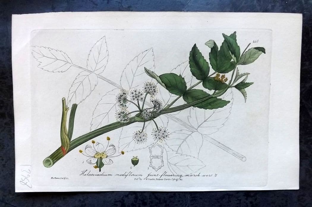 Baxter, William C1840 Hand Col Botanical Print. Joint Flowering Marsh Wort 415: Antique Etching Published 1834-43, Oxford for "British Phaenogamous Botany; or, Figures and Descriptions of British Flowering Plants" by William Baxter. Fine hand colour as issued. Paper Size: 8.5 x 5