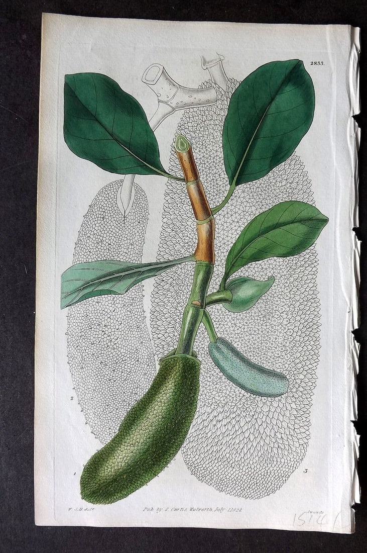 Curtis, William 1828 HCol Botanical Print. Jack Tree or Entire Leaved Bread Fruit 2833 (1 of 1)