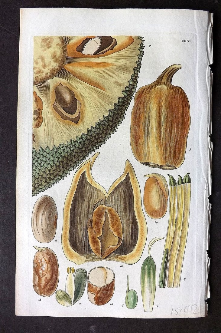 Curtis, William 1828 HCol Botanical Print. Jack Tree or Entire Leaved Bread Fruit 2834 (1 of 1)