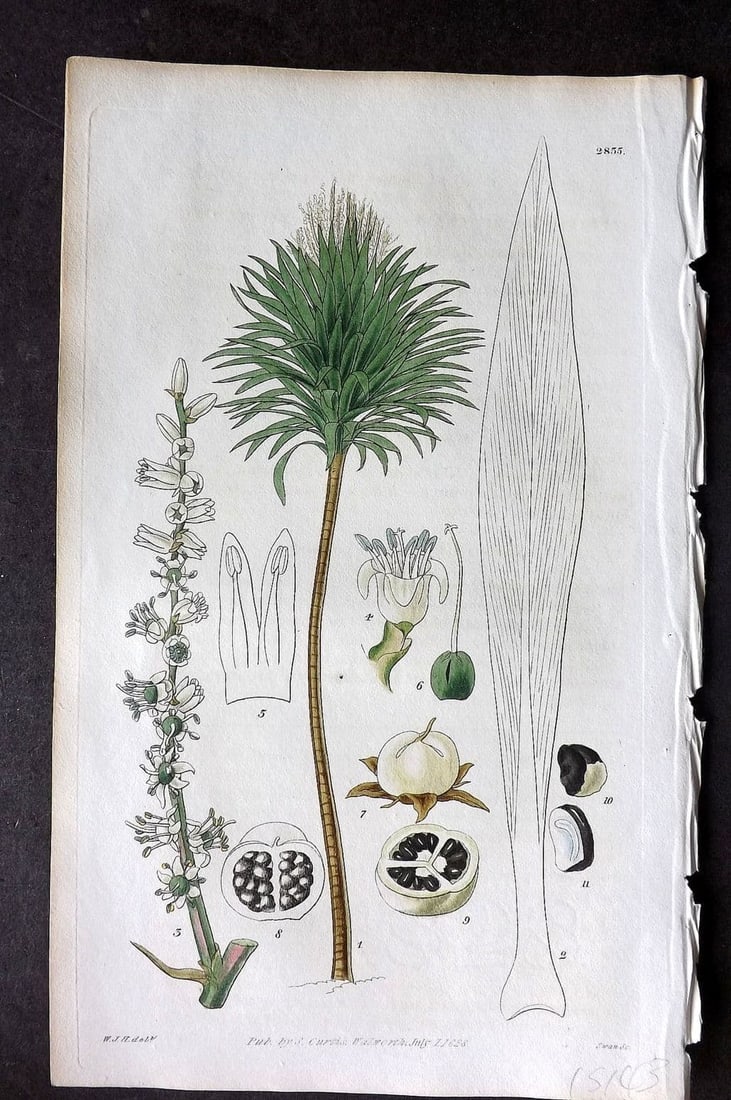 Curtis, William 1828 HCol Botanical Print. White Flowered New Zealand Dracaena 2835 (1 of 1)