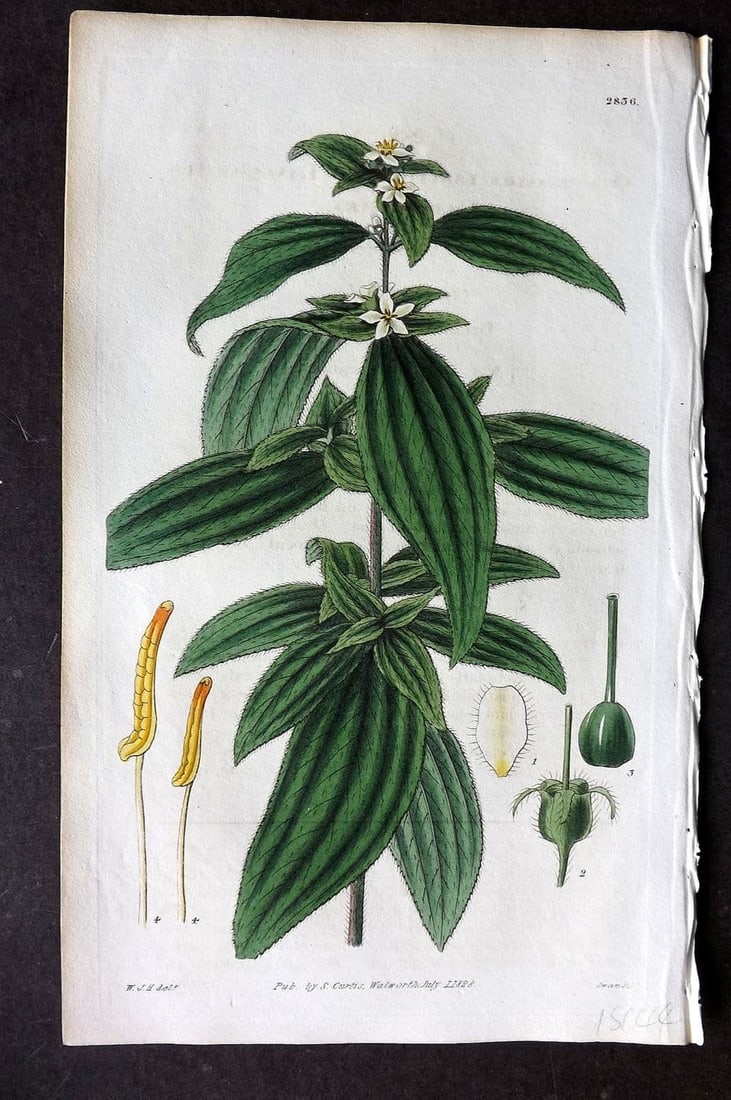 Curtis, William 1828 HCol Botanical Print. Lance Leaved Chaetogastra 2836: Antique Engraving/Etching Published 1787-1904, London for "The Botanical Magazine; or Flower-Garden Displayed" and later "Curtis's Botanical Magazine..." by William Curtis, continued by John Simms and